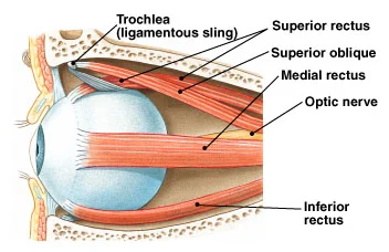 Akad Nikah Andre Taulany dan Amanda Rigby Digelar, Momen Pamer Cincin Beredar di Media Sosial