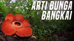 Bangkai KM Virgo Masih di Dasar Laut Jawa, Basarnas Ungkap Kendala Evakuasi 93 Korban