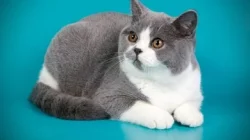 Elkan Baggott Jadi Pahlawan Timnas Indonesia Juara FIFA ASEAN Cup 2026, Soroti Transformasi PSSI