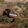 Rabi Israel Izinkan Pemukim Yahudi Curi Panen Zaitun Warga Palestina