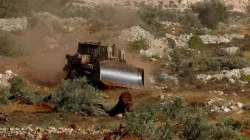 Rabi Israel Izinkan Pemukim Yahudi Curi Panen Zaitun Warga Palestina