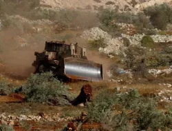 Rabi Israel Izinkan Pemukim Yahudi Curi Panen Zaitun Warga Palestina
