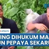 Viral Video 2 Pria Kepergok Mencuri Daun Pepaya, Dihukum Warga Makan Hasil Curian Satu Karung