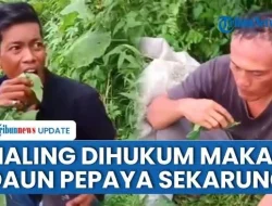 Viral Video 2 Pria Kepergok Mencuri Daun Pepaya, Dihukum Warga Makan Hasil Curian Satu Karung
