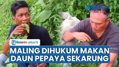 Viral Video 2 Pria Kepergok Mencuri Daun Pepaya, Dihukum Warga Makan Hasil Curian Satu Karung