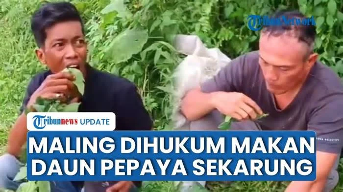 Viral Video 2 Pria Kepergok Mencuri Daun Pepaya, Dihukum Warga Makan Hasil Curian Satu Karung